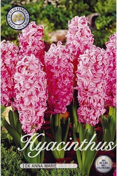 Hyacinth Anna Marie 10-pakning